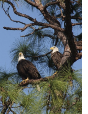 Picture of bald eagles.